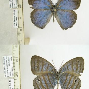 Caeruleuptychia ziza