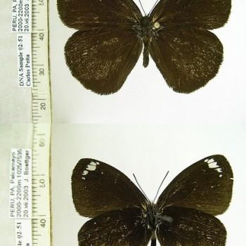 Forsterinaria rotunda