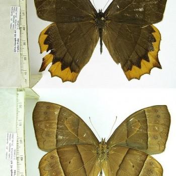 Taygetis chrysogone