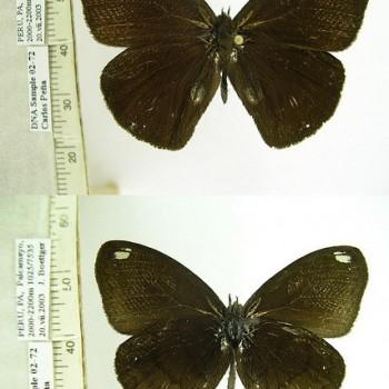 Forsterinaria antje