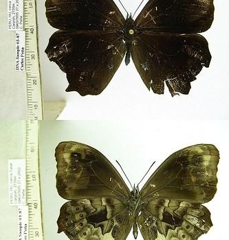 Pronophila pronophila