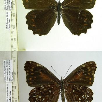 Pseudomaniola phaselis