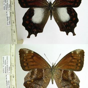 Lasiophila cirta