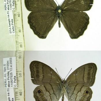 Euptychoides hotchkissi