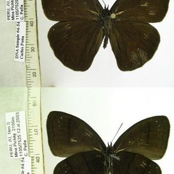 Forsterinaria proxima