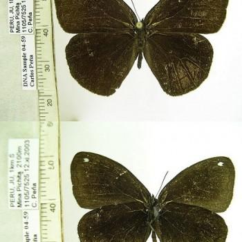 Forsterinaria guaniloi