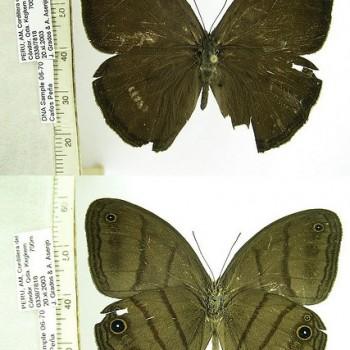 Megeuptychia monopunctata