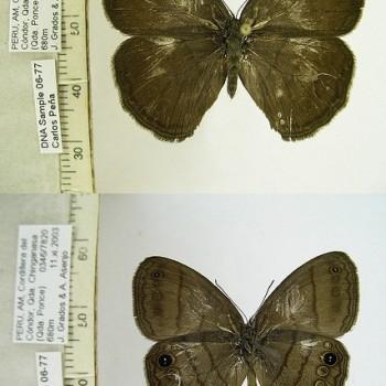 Magneuptychia alcinoe