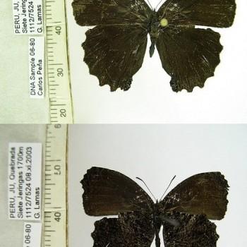 Steroma modesta