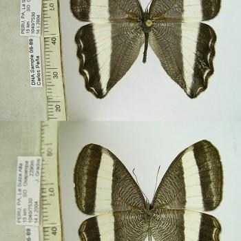 Oressinoma sorata