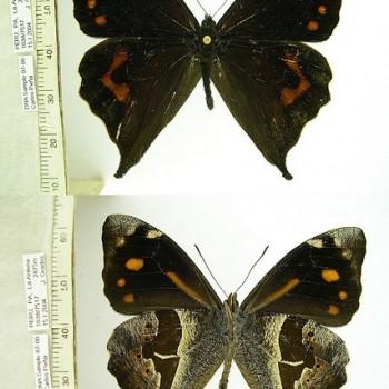 Corades cistene