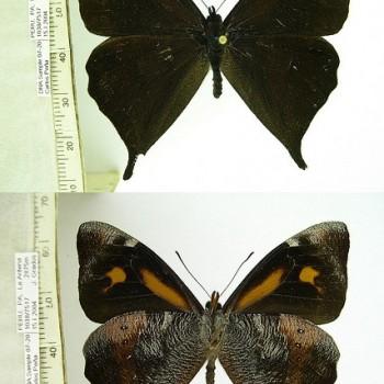 Corades cybele