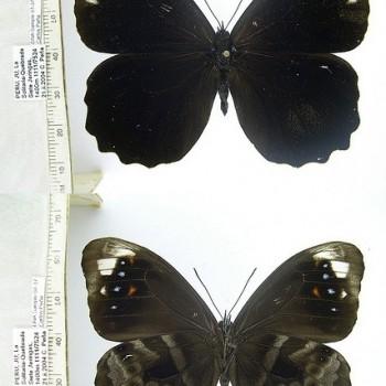 Pronophila unifasciata