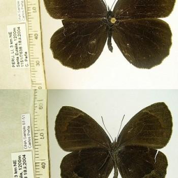 Parapedaliodes parepa