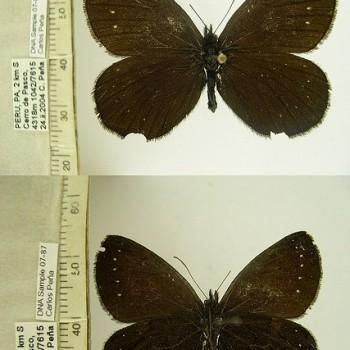 Punapedaliodes flavopunctata
