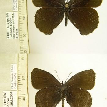 Steremnia umbracina