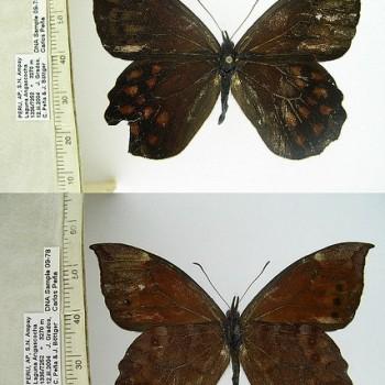 Apexacuta astoreth