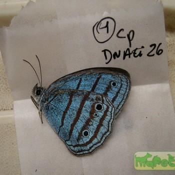 Caeruleuptychia coelica