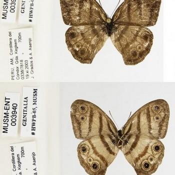 Euptychia meta