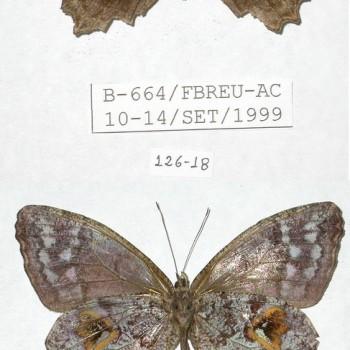 Amphidecta calliomma