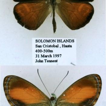 Argyronympha ugiensis