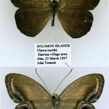 Argyronympha ulava