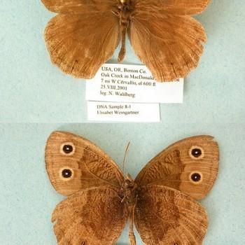 Cercyonis pegala