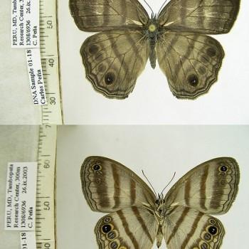 Magneuptychia fugitiva