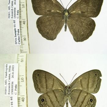 Caeruleuptychia scopulata