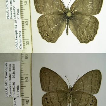 Paryphthimoides poltys