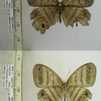 Magneuptychia harpyia