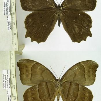 Taygetomorpha puritana