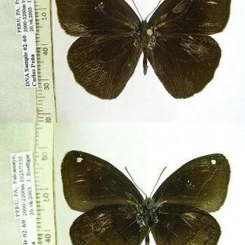 Forsterinaria pichita
