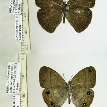 Hermeuptychia harmonia