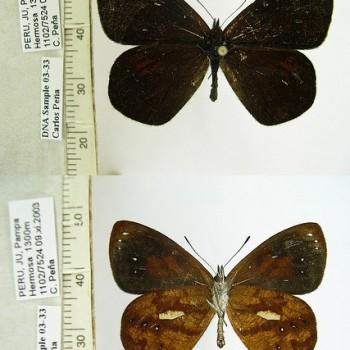 Lymanopoda rana