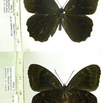 Pedaliodes phrasiclea