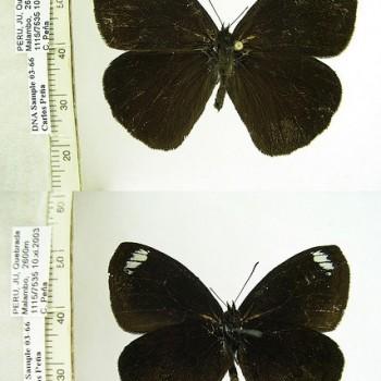 Forsterinaria rustica