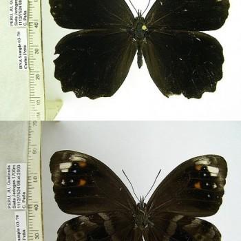Pronophila thelebe