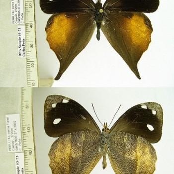 Corades iduna