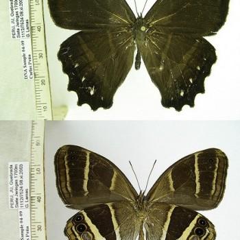 Parataygetis albinotata