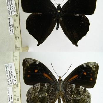 Corades medeba