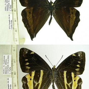 Corades tripunctata