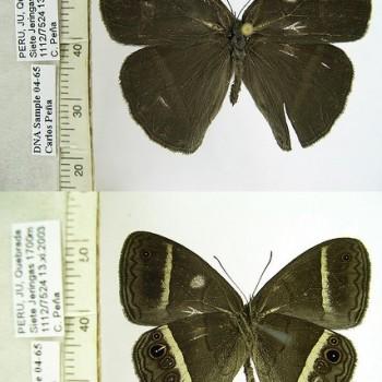 Erichthodes julia