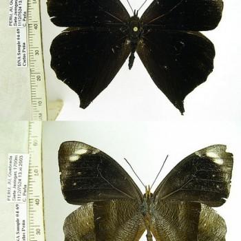 Corades pannonia