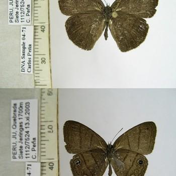Hermeuptychia pimpla