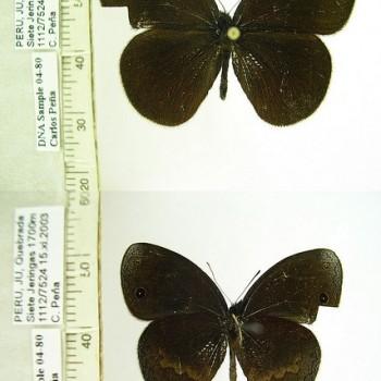 Manerebia cyclopina