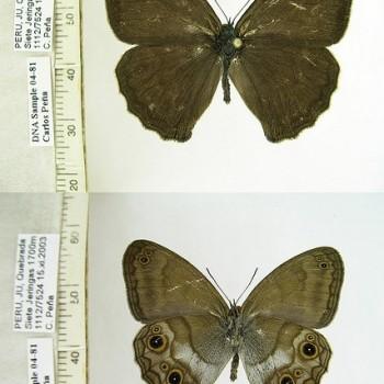 Euptychoides eugenia
