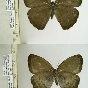 Forsterinaria boliviana