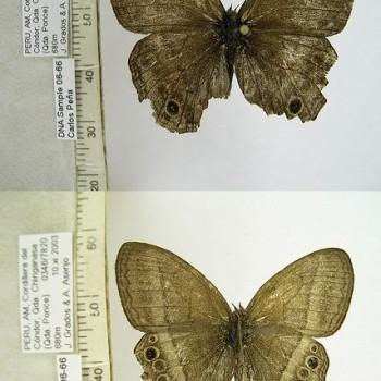 Yphthimoides maepius