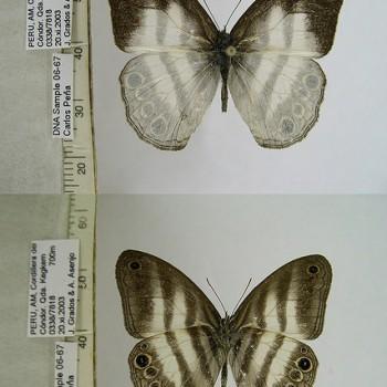 Pareuptychia metaleuca